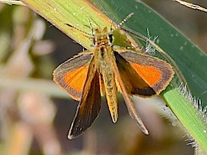 Least Skipper Butterfly